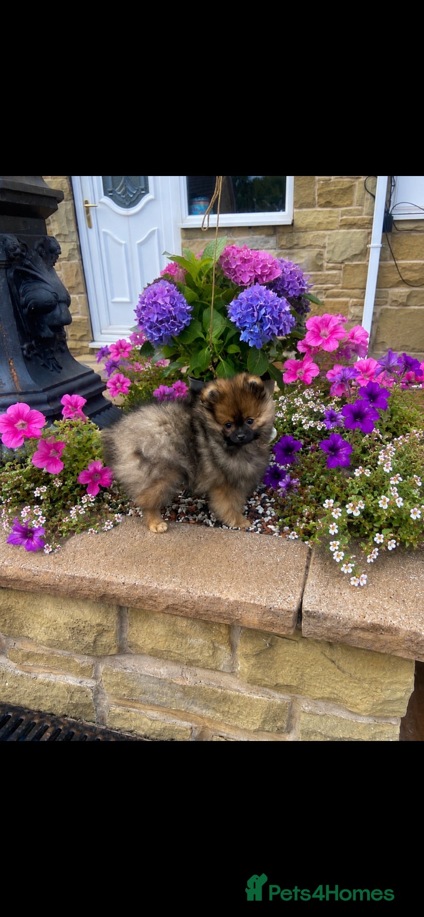 Pomeranian dogs Orange stable Puppy  - Advert 1