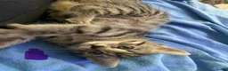 Mixed Breed cats for sale: 5 beautiful kittens - Advert 10