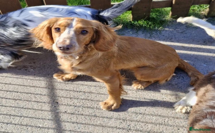 Sprocker dogs - Advert 1