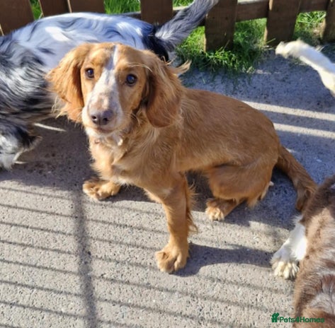 Sprocker dogs - Advert 4