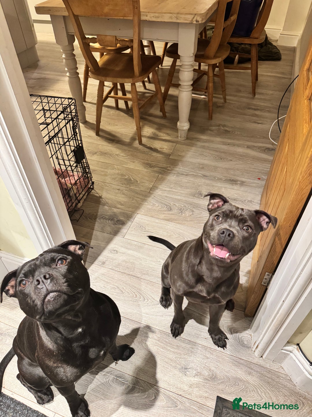 Staffordshire Bull Terrier dogs for sale: Gorgeous KC PURE BLUE GIRL - Advert 5