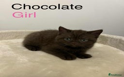 British Shorthair cats for sale: BSH Kittens - Image 8