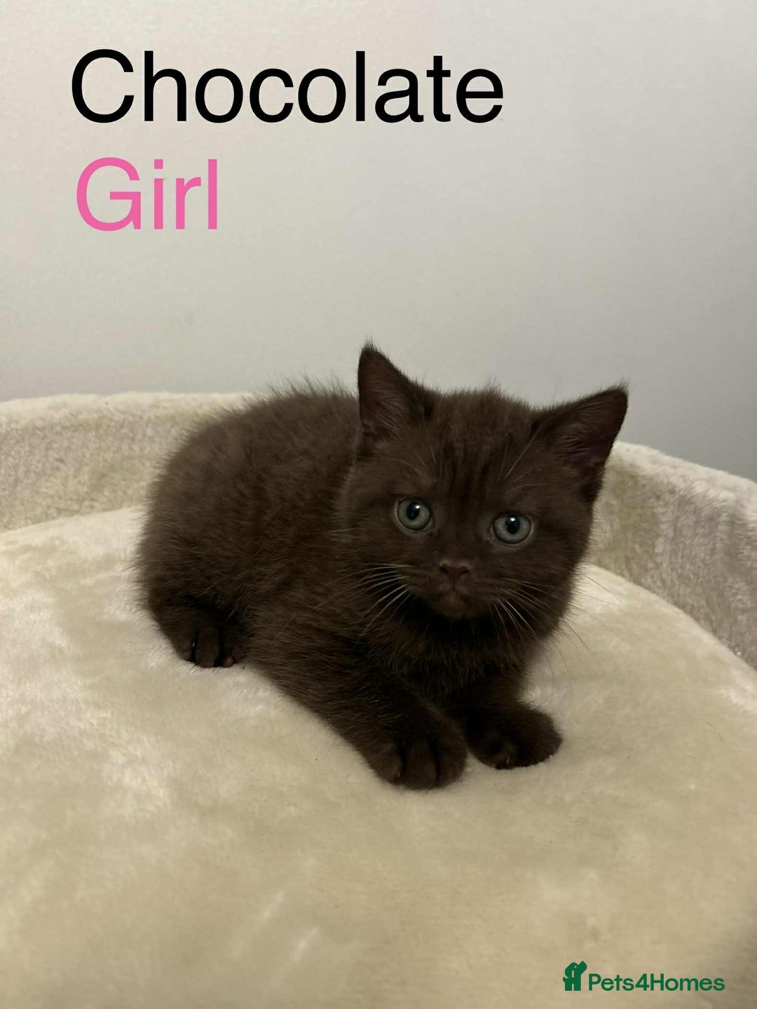 British Shorthair cats for sale: BSH Kittens - Image 8