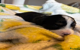 Cavapoochon dogs for sale: 🐶Exceptional cavapoochon pup's🐶 - Advert 17