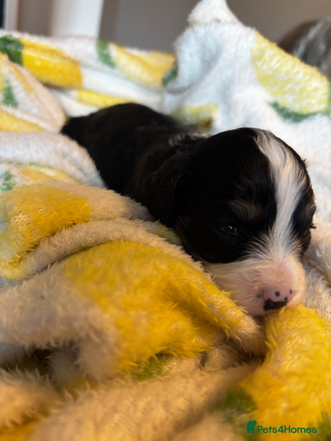 Cavapoochon dogs for sale: 🐶Exceptional cavapoochon pup's🐶 - Advert 17