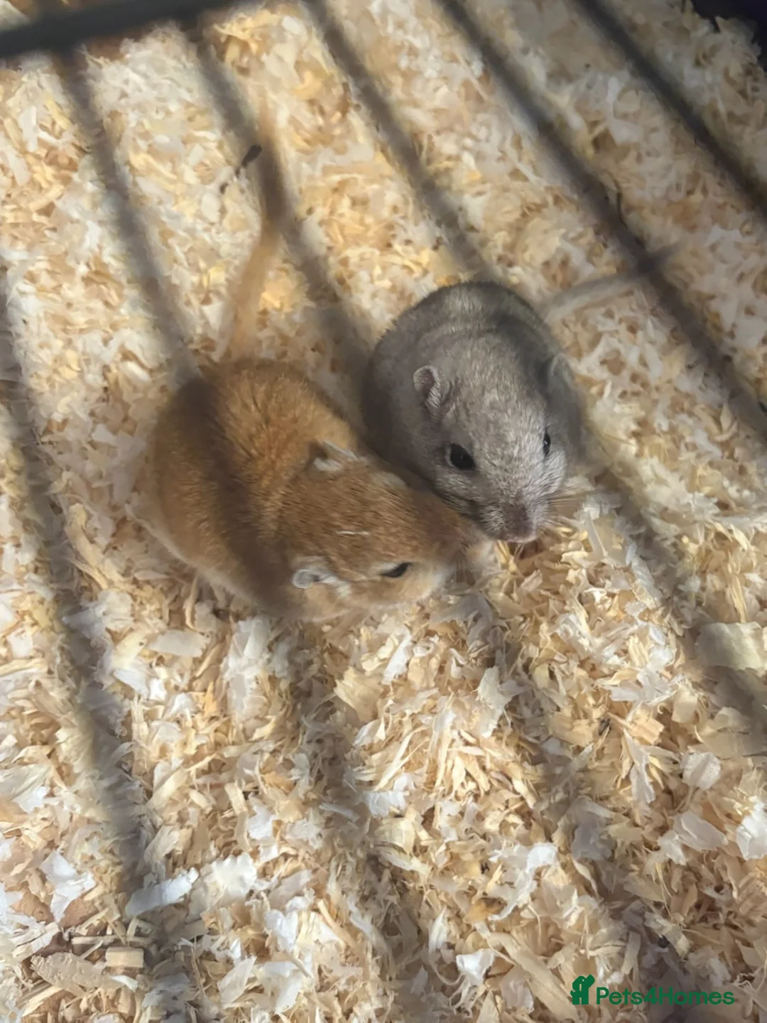 Gerbil rodents for sale: Beautiful gerbils for a loving home  - Advert 1