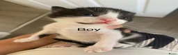 Mixed Breed cats for sale: 5 little babies ✨ - Advert 5