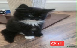 Mixed Breed cats for sale: Lovely Persian mix kittens - Image 6