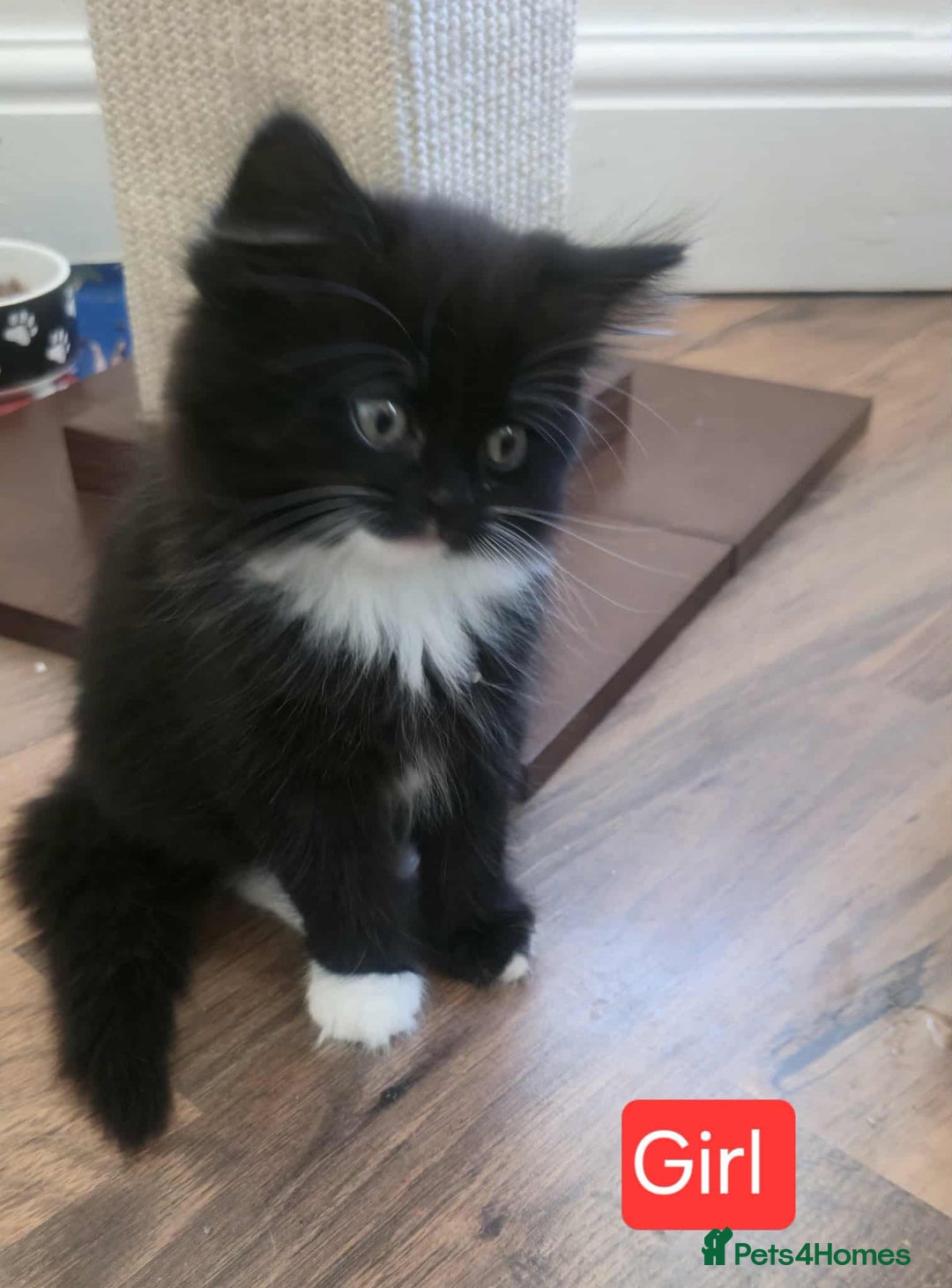 Mixed Breed cats for sale: Lovely Persian mix kittens - Image 6