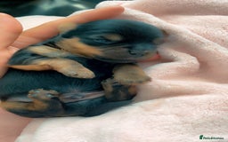 Yorkshire Terrier dogs for sale: Mini toy  Yorkshire Terrier's  - Image 3