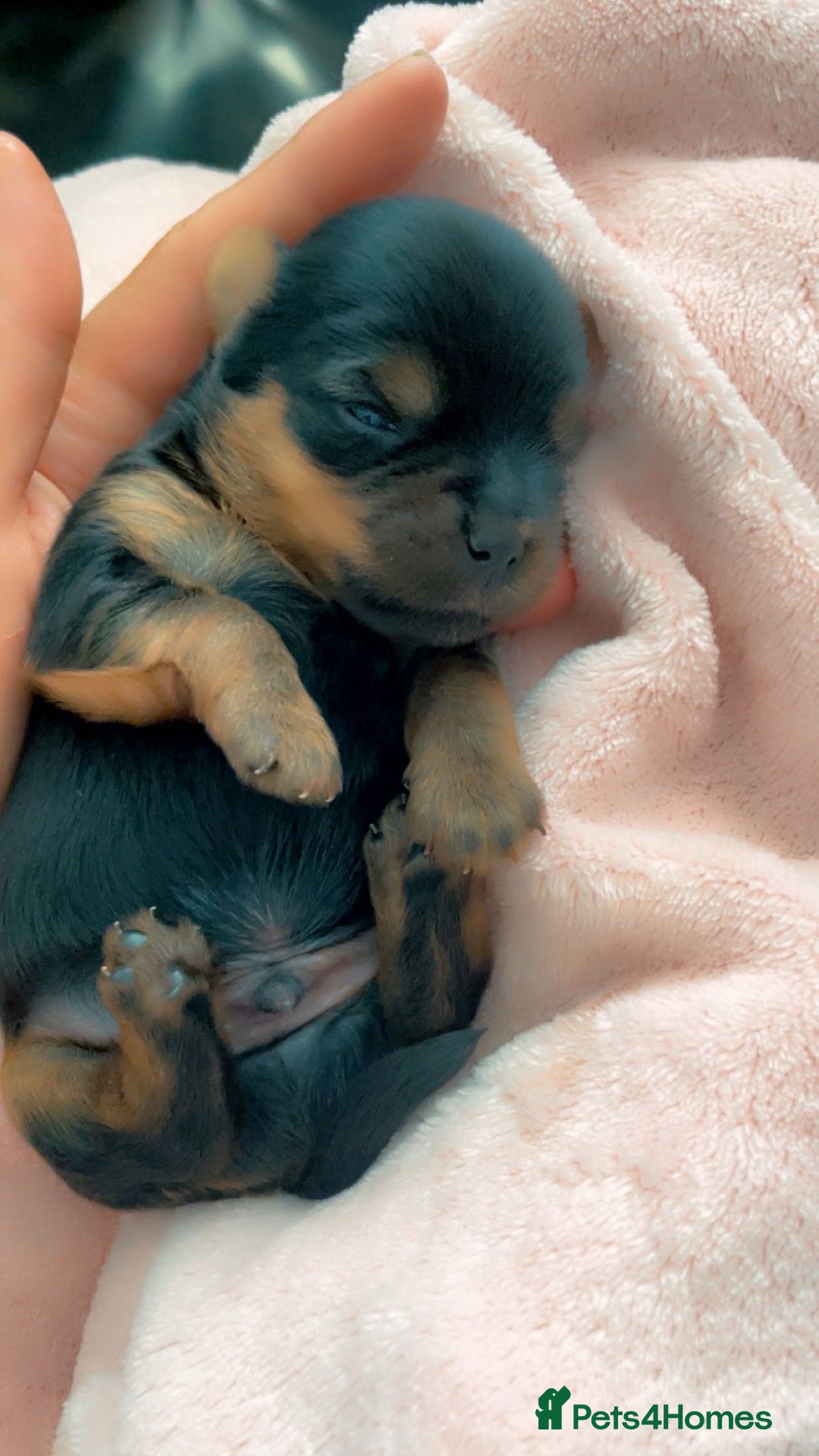 Yorkshire Terrier dogs for sale: Mini toy  Yorkshire Terrier's  - Image 3