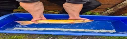 Koi Carp fish for sale: Pond closure - Advert 16