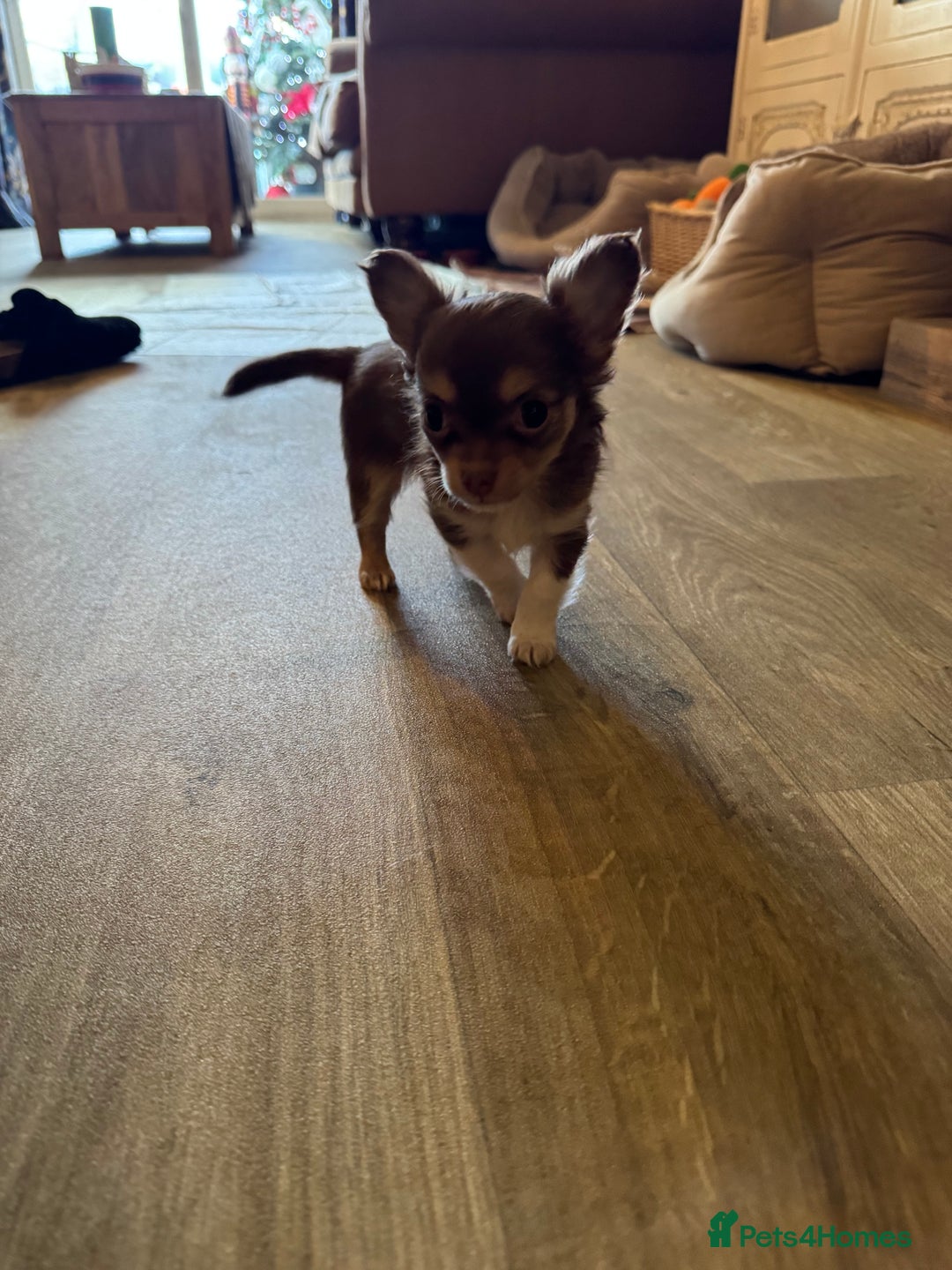 Chihuahua dogs for sale: 3 Long Haired  **  Chihuahua Puppies. 2xF, 1xM - Advert 7
