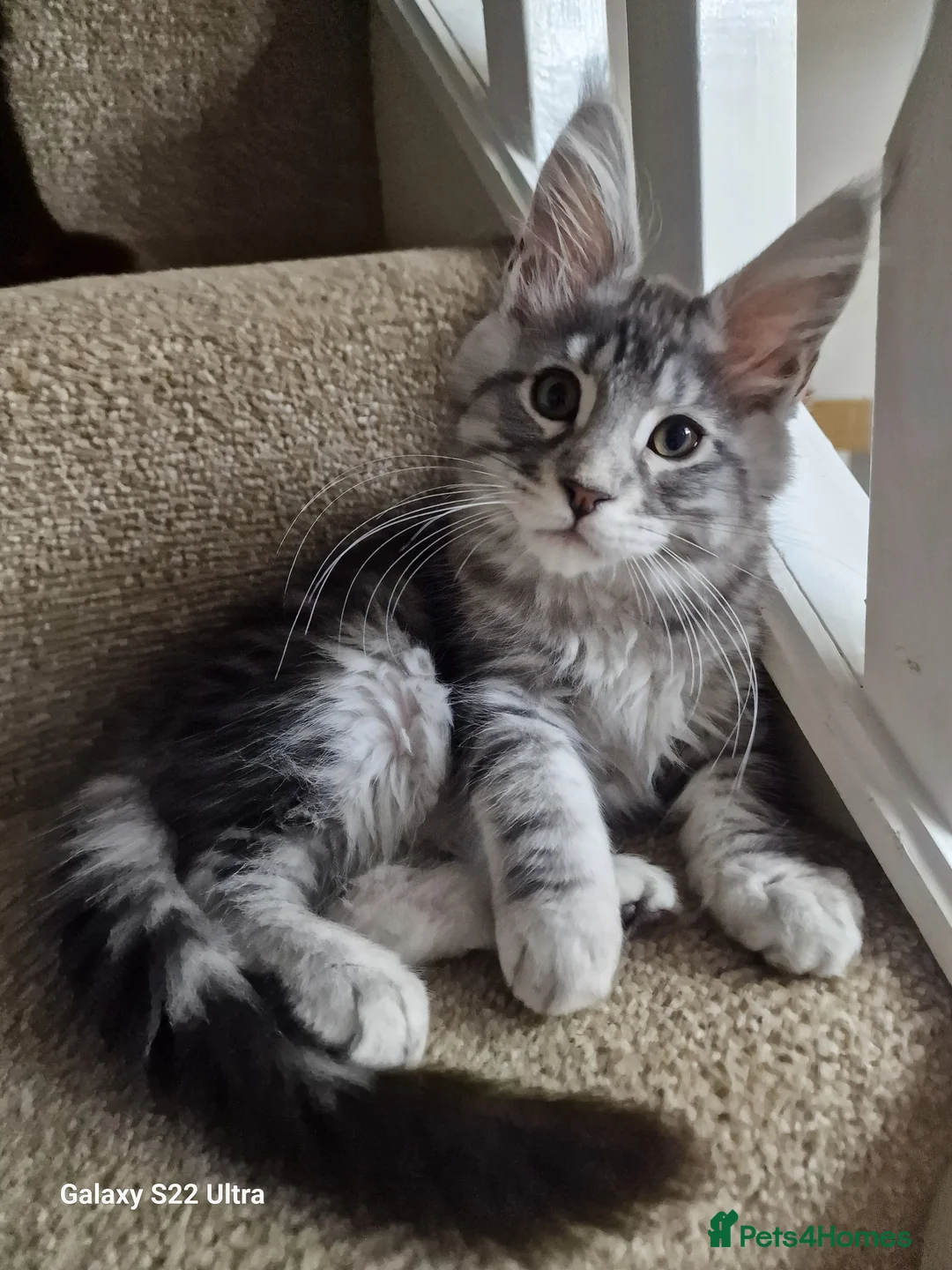 Maine Coon cats for sale:  Kittens – Licensed Fenikscoon Cattery (UK) 🐾 - Advert 17
