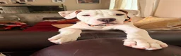 Alapaha Blue Blood Bulldog dogs for sale: Odie 6 month old pup - Advert 6