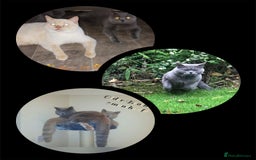 British Shorthair cats for sale: ♥️ Fun Loving British Shorthair Kittens♥️ - Image 17