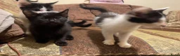 Mixed Breed cats for sale: Kittens ready to leaven 💕 - Advert 12