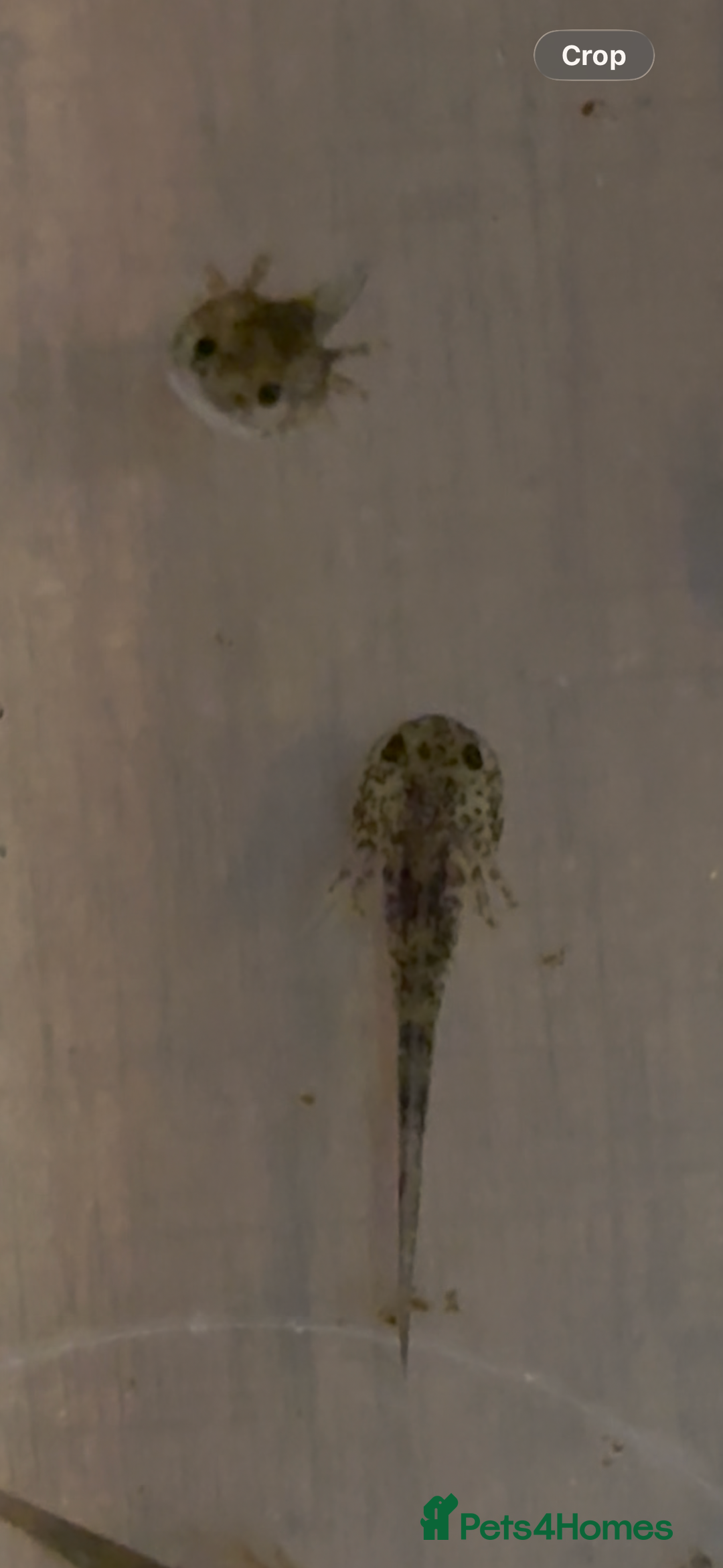 Axolotl reptiles for sale: Baby axolotl for sale  - Advert 1