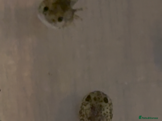 Axolotl reptiles Baby axolotl for sale - Advert 17