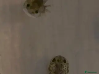 Axolotl reptiles Baby axolotl for sale - Advert 10