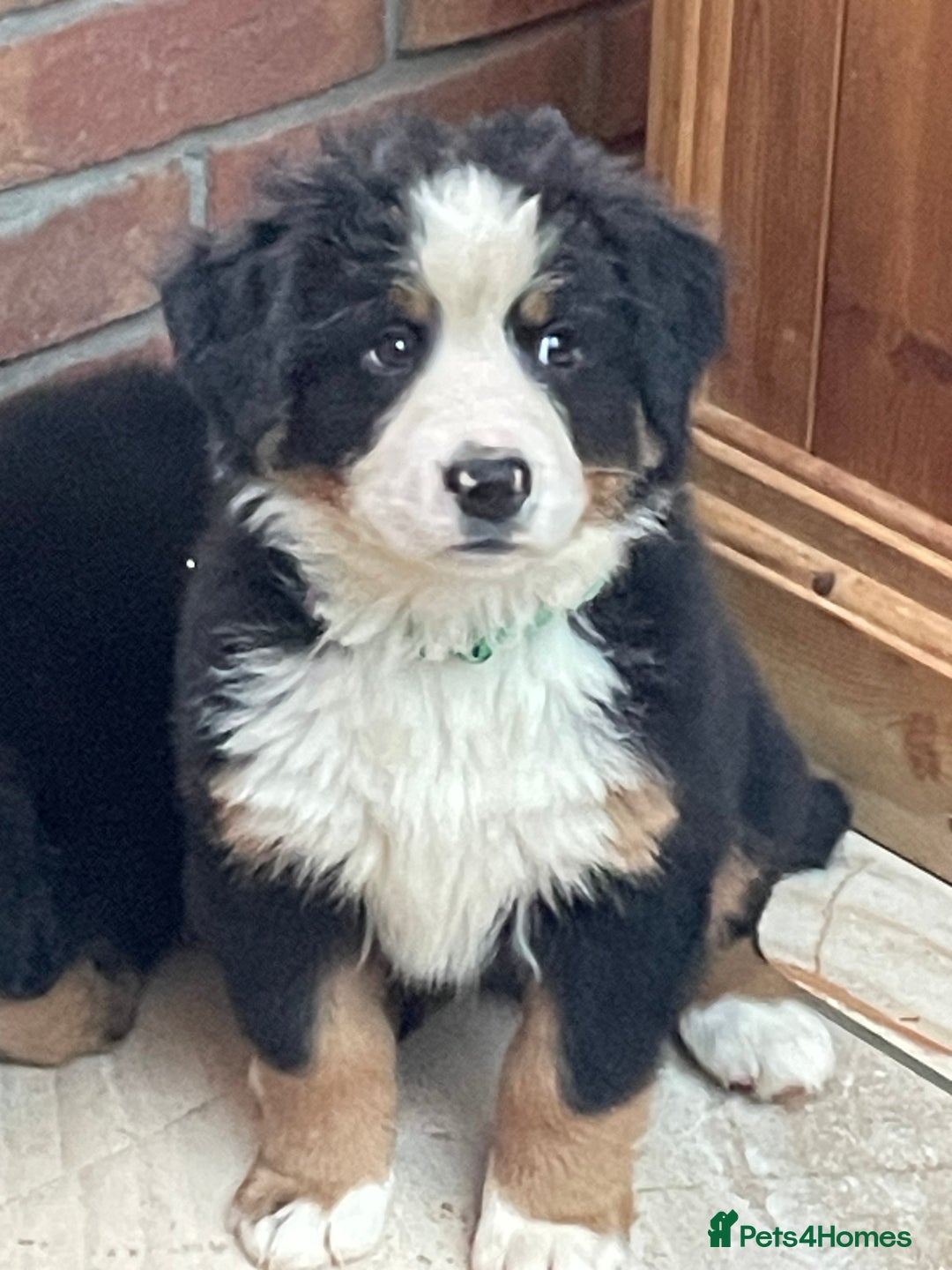 Bernese Mountain Dog dogs for sale: Boys and girls  - Advert 7