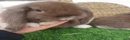 French Lop rabbits for sale: Giant French Lop babies - Advert 5