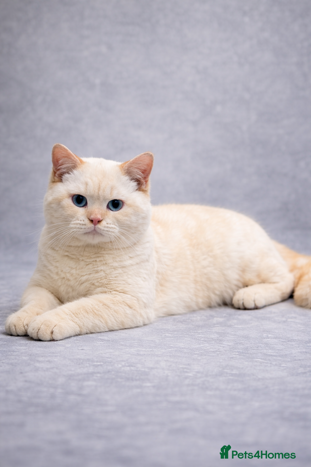 British Shorthair cats for sale: 24 Week Old RARE Red Point British Shorthair Boy - Advert 7