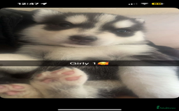 Siberian Husky dogs for sale: Beautiful Siberian huskies - Image 3
