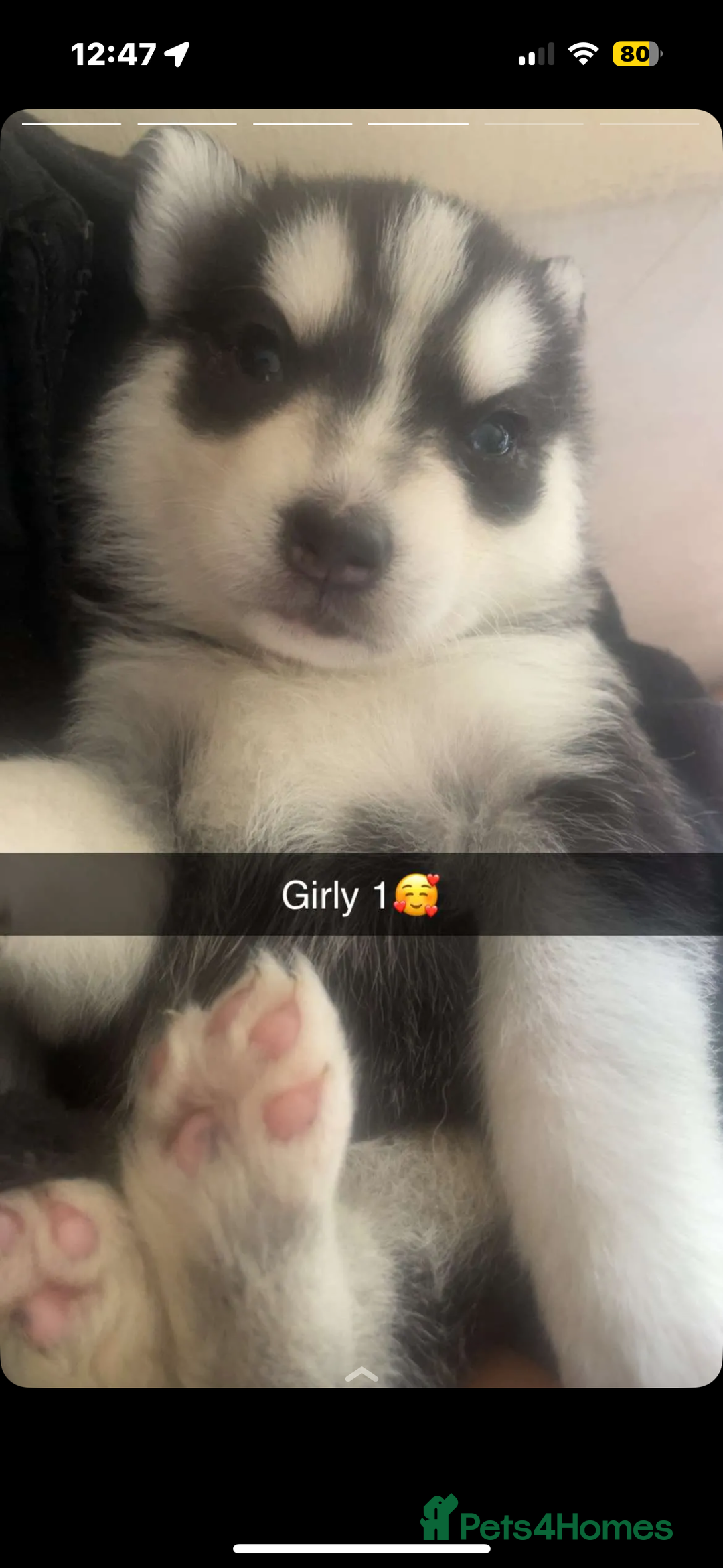 Siberian Husky dogs for sale: Beautiful Siberian huskies - Image 3