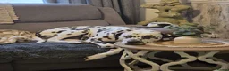 Dalmatian dogs for stud: Liver spot dalmatian for stud - Advert 4