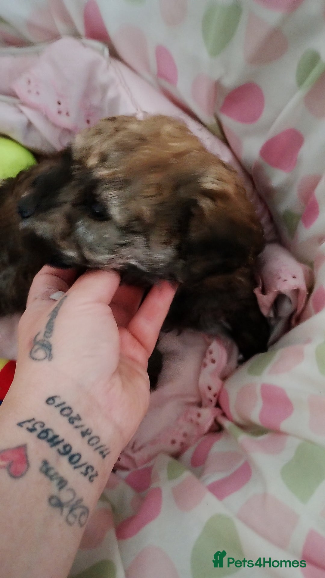 Yorkiepoo dogs for sale: Yorkipoos  - Image 7