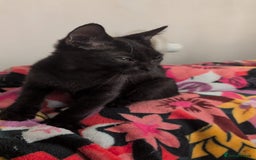 British Shorthair cats for sale: Male and Female Kittens needing forever home  - Image 6