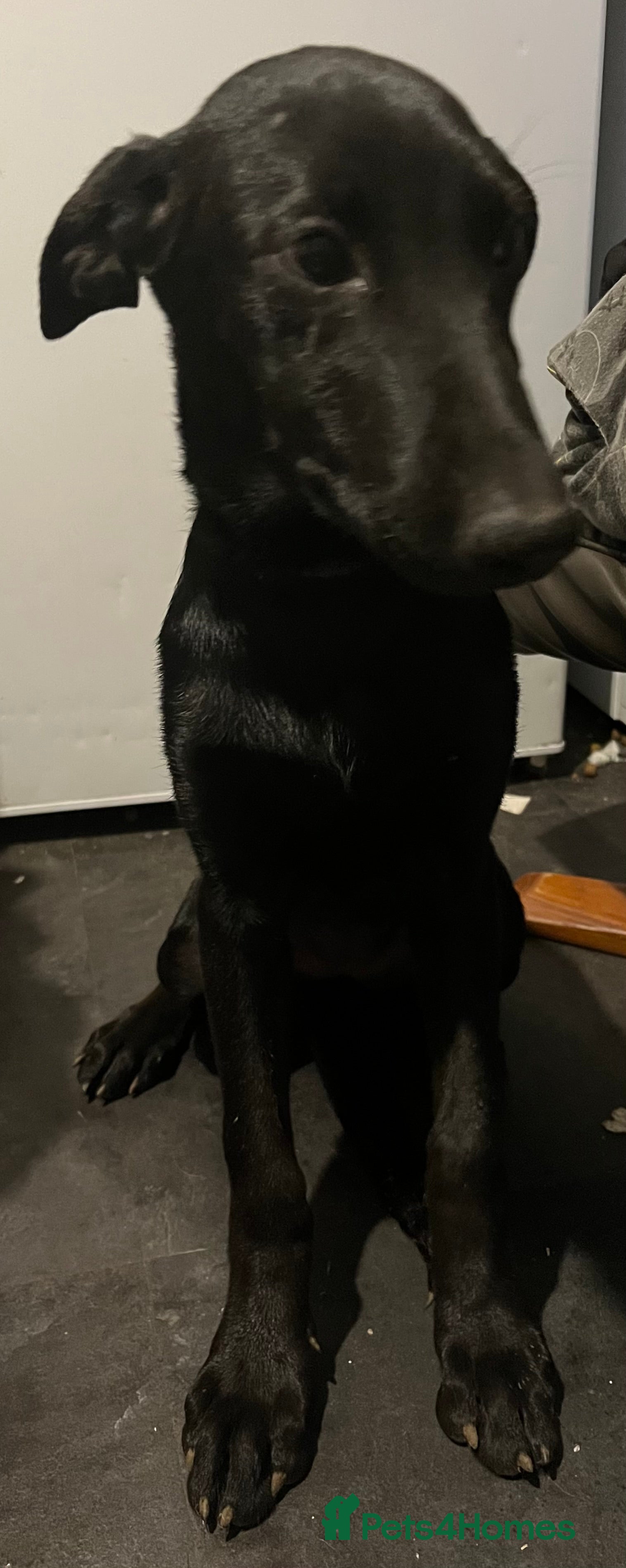 Mixed Breed dogs **READY TO GO** Belgian Malinois x Dobermann Pups - Advert 2