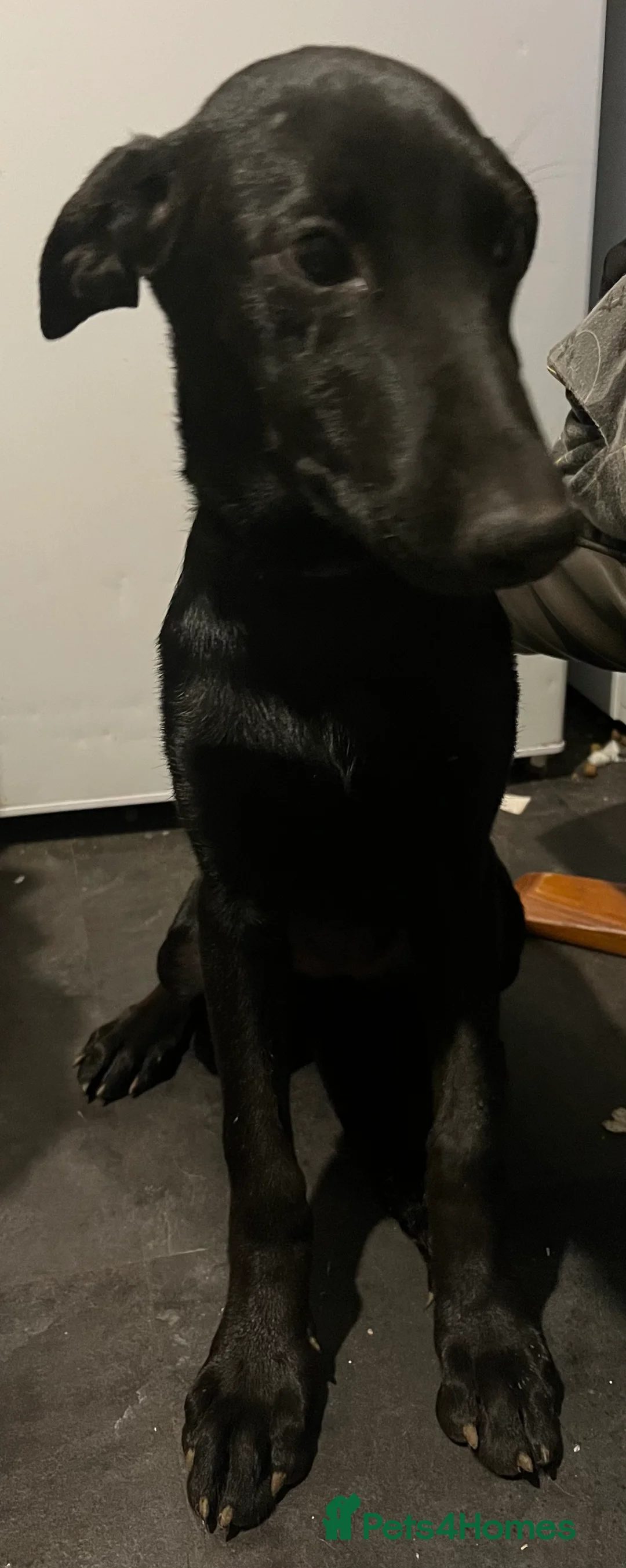 Mixed Breed dogs for sale: **3 GIRLS LEFT** Belgian Malinois x Dobermann pups - Advert 2