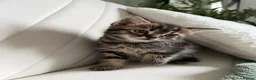 Mixed Breed cats for sale: 4 kittens looking for new home  - Advert 7