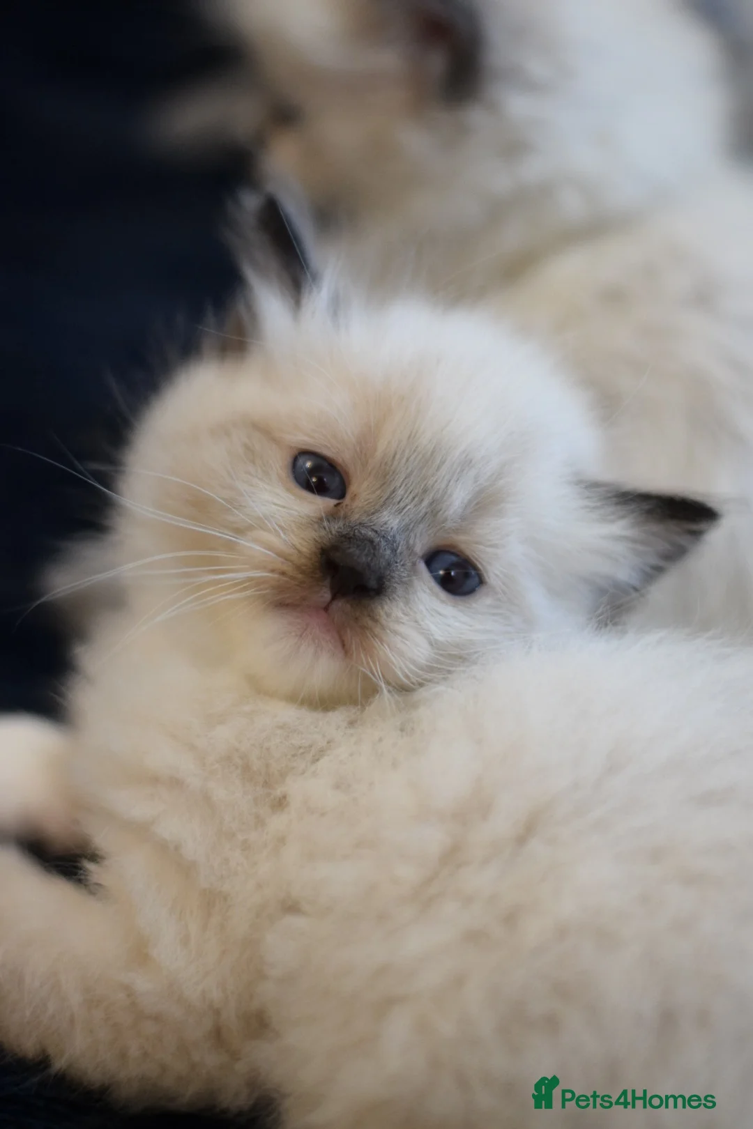 Ragdoll cats for sale: Adorable Ragdoll Kittens Looking for Forever Homes - Advert 5