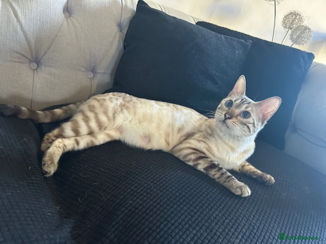 Bengal cats for sale: Pure TICA Bengals Available Now 🤍 - Advert 16