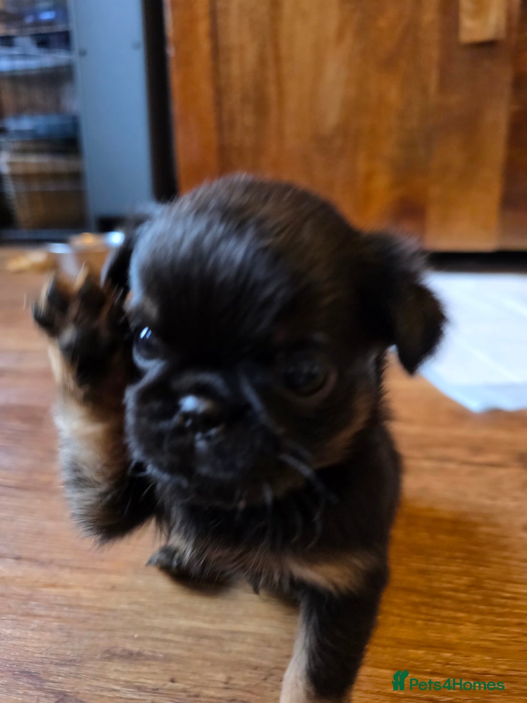Griffon Bruxellois dogs for sale: KC Registered Rough Brussels Griffon  - Advert 7
