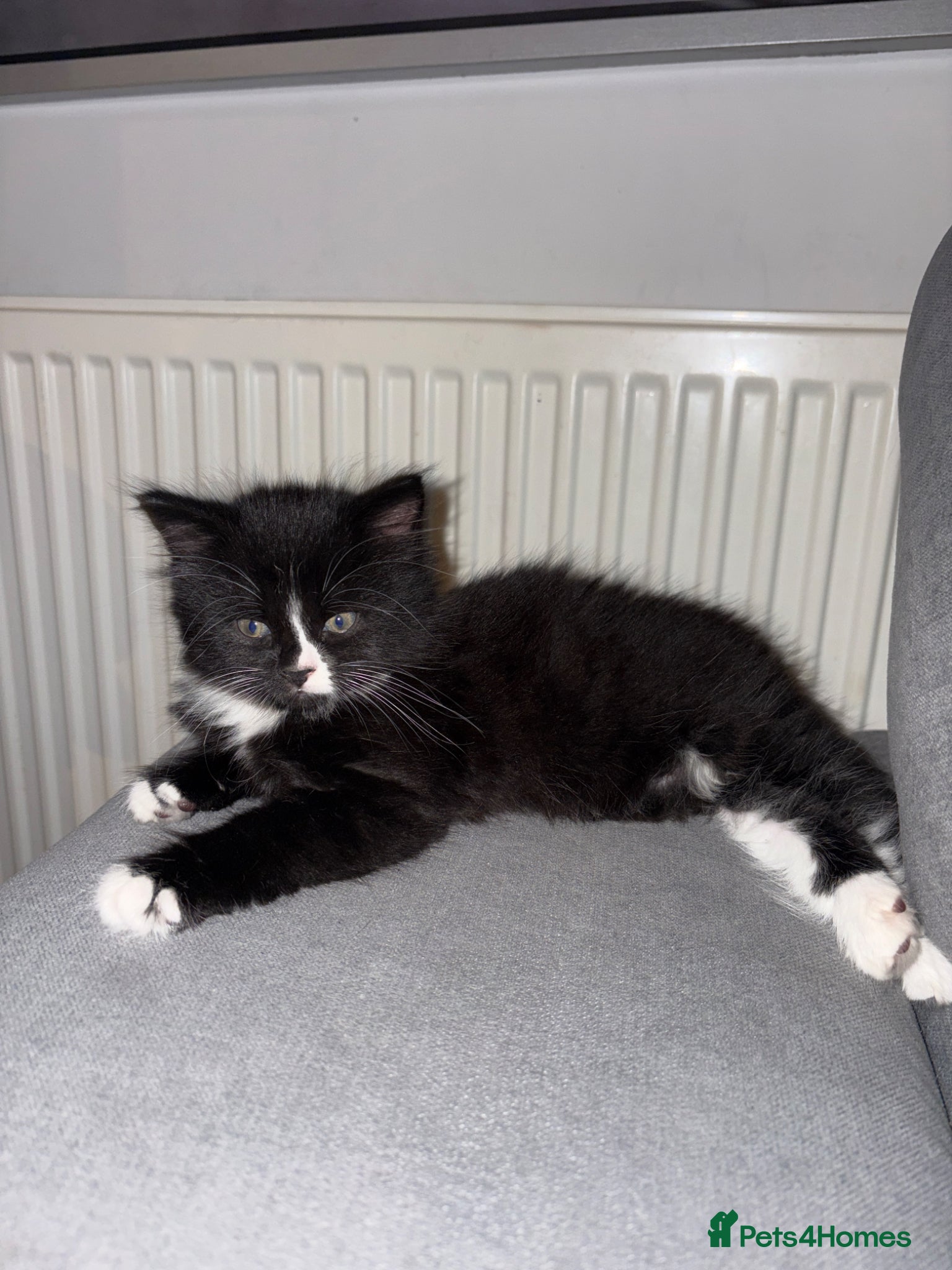 Mixed Breed cats Adorable healthy kittens for sale  - Advert 22