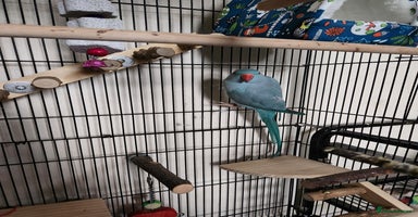 Ringnecks birds Blue Female Indian Ringneck with cage & much more. - Advert 6