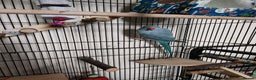 Ringnecks birds for sale: Blue Female Indian Ringneck with cage & much more. - Advert 2