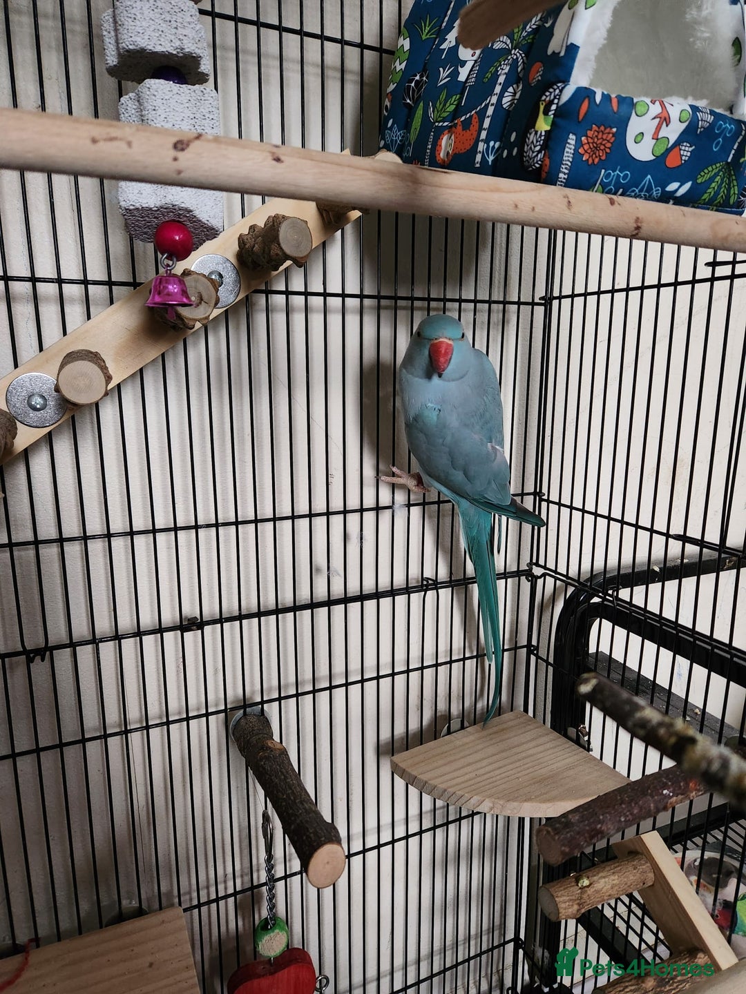 Ringnecks birds for sale: Blue Female Indian Ringneck with cage & much more. - Advert 2