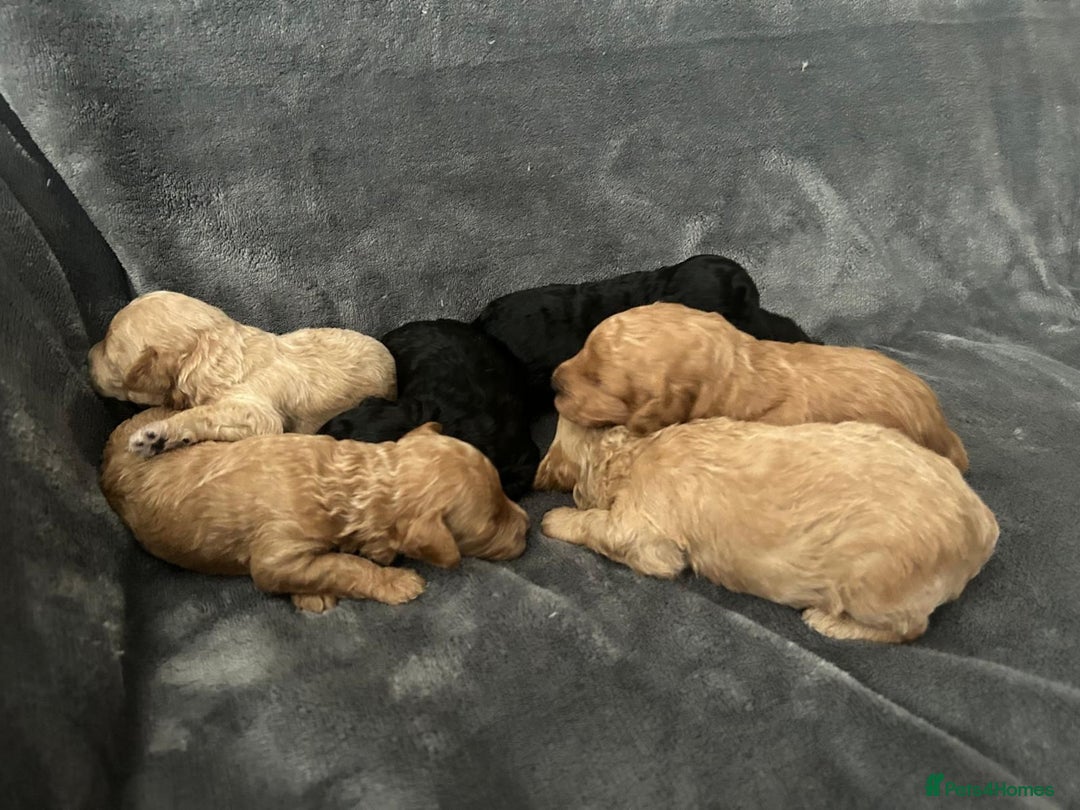 Toy Poodle dogs for sale: Beautiful KC registered Toy Poodles  - Image 12