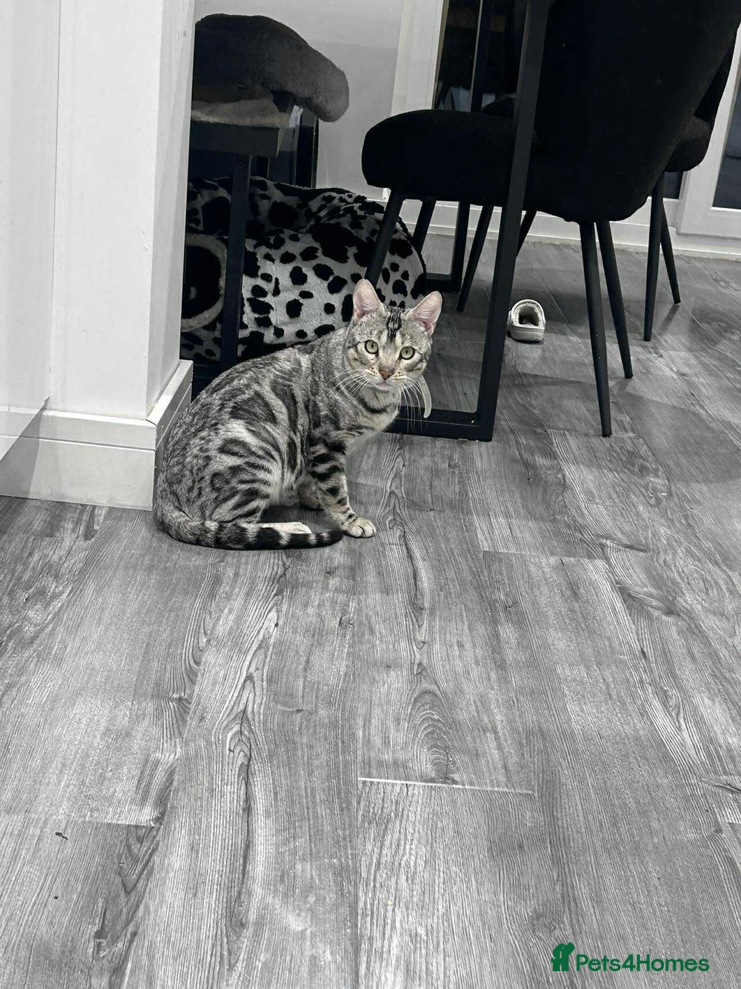 Bengal cats for sale: ☁️THEBENAMESELAB - BENGAL KITS☁️ - Advert 7