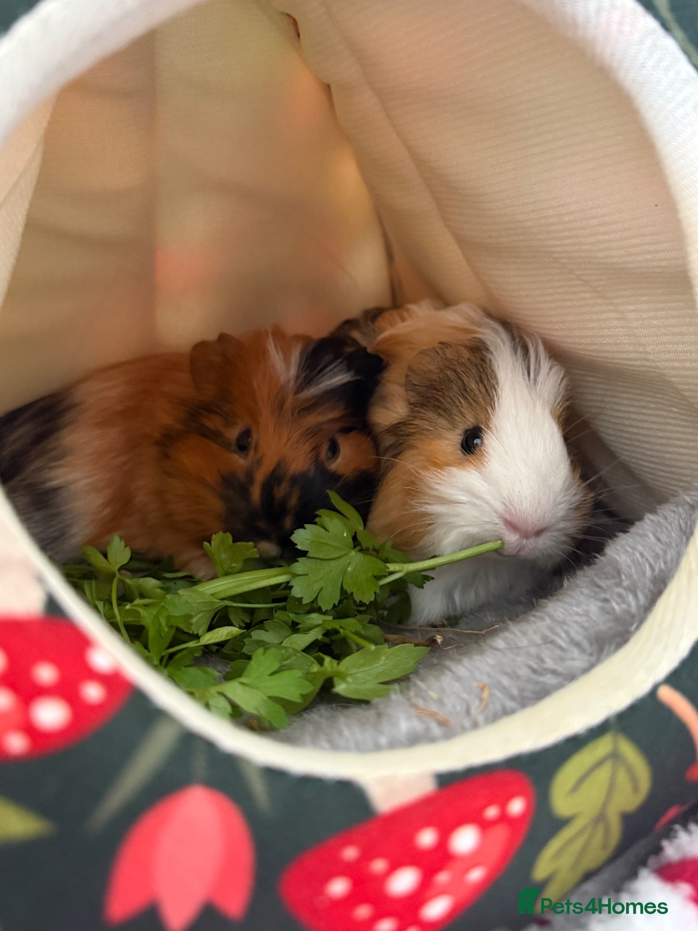Guinea Pig rodents 2 male guinea pigs to go to a loving home - Advert 1
