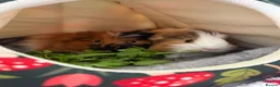 Guinea Pig rodents for sale: 2 male guinea pigs to go to a loving home - Advert 1