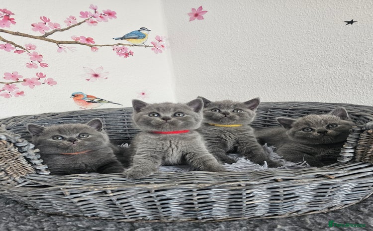 British Shorthair cats - Advert 6