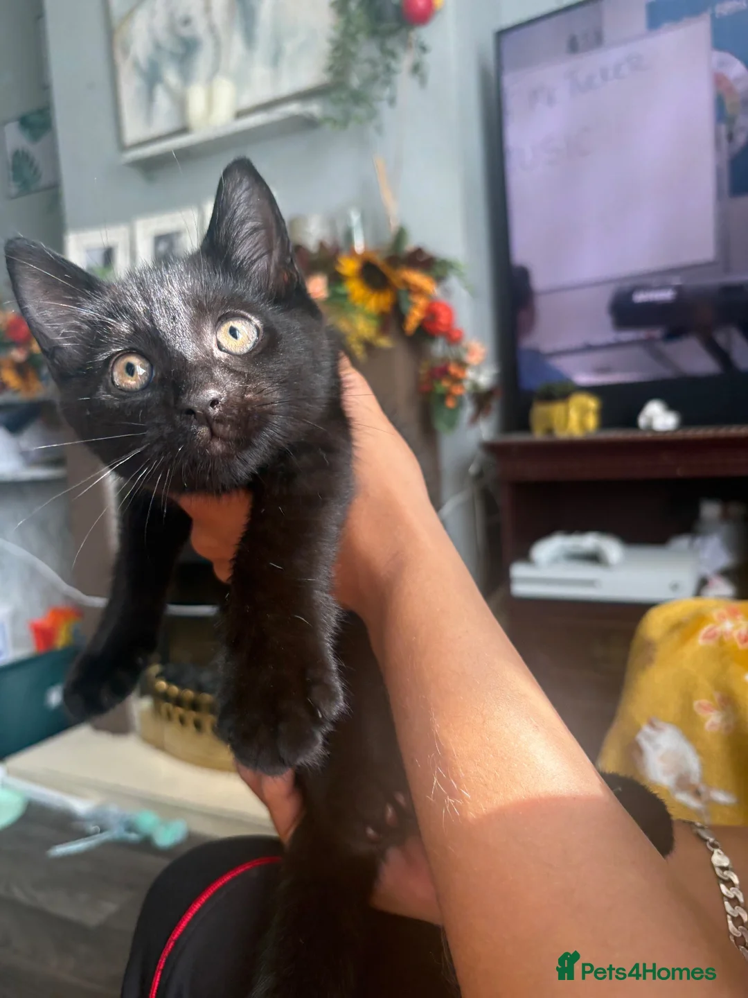 British Shorthair cats for sale: Female kitten  - Advert 2
