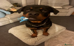 Rottweiler dogs for sale: Meet Darren Our Beautiful Male Rottweiler Puppy - Image 2