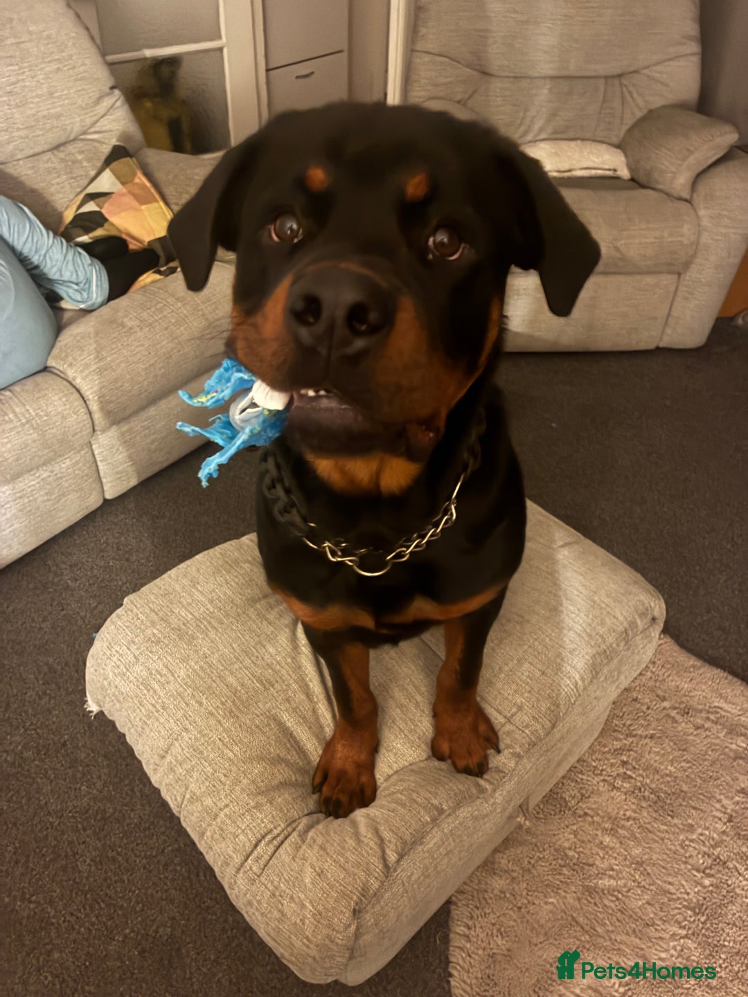 Rottweiler dogs for sale: Meet Darren Our Beautiful Male Rottweiler Puppy - Image 2